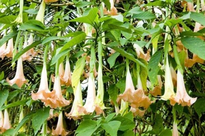 Nhiều người bị ngộ độc do ăn phải cây hoa chuông sự nhầm lẫn này cực kỳ nguy hiểm