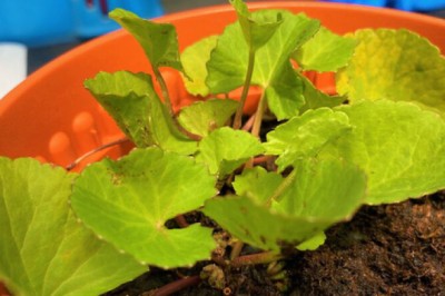 Nhóm nhà khoa học Singpore lên danh sách những cây nhiệt đới khử độc đất hiệu quả