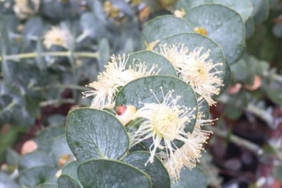Phất lên nhờ cây đô la (Pulverulenta baby blue)