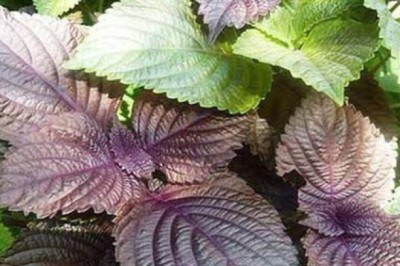 2 loại nước uống giúp giảm tác dụng phụ sau tiêm vaccine COVID-19 cho trẻ từ 5 – dưới 12 tuổi