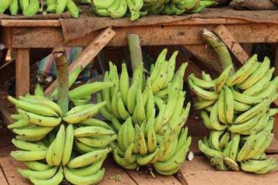Chuối tá quạ, chuối táo quạ, chuối mễ Loại chuối độc đáo, tốt cho tim mạch và thần kinh