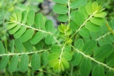 Cây thuốc là 'khắc tinh' của bệnh gan, sỏi thận, tiểu đường ở Việt Nam mọc hoang rất nhiều