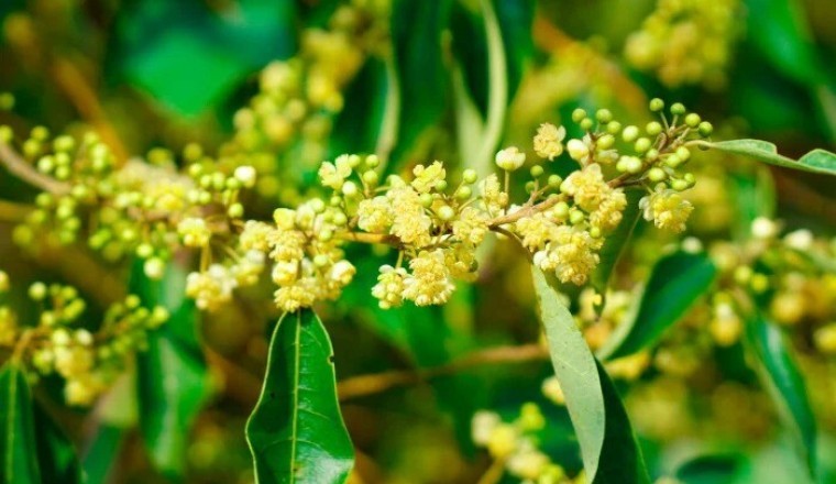 Cách Sử Dụng Tinh Dầu Bời Lời Cubeba