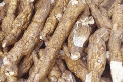 Củ sắn dây - thức uống giải khát và làm thuốc