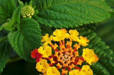 Cây bông ổi là cây gì, tác dụng chữa bệnh của cây bông ổi là gì?