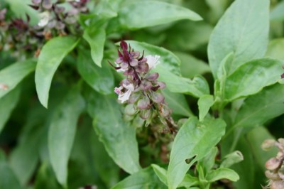 Húng quế có tác dụng gì, vì sao gọi cây Húng Quế là vị thuốc quý trong vườn nhà