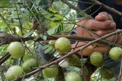 Nghiên cứu mới nhất: Công dụng tuyệt vời của Me Rừng