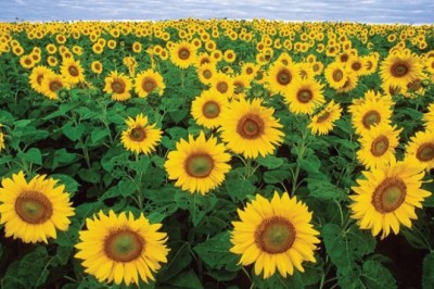 18 Bài thuốc kinh nghiệm chữa bệnh từ cây hoa hướng dương