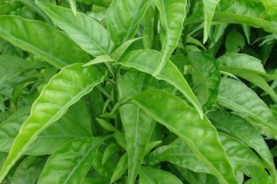 Công dụng và tác dụng của Cây Hoàn Ngọc