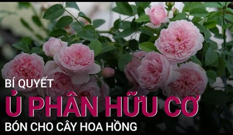 Bí quyết ủ phân hữu cơ bón cho cây hoa hồng