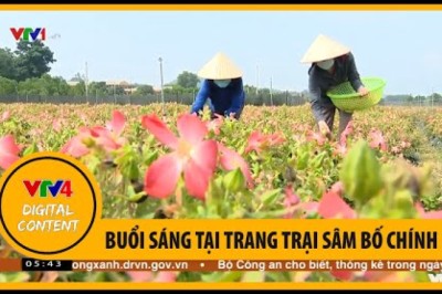 Buổi sáng tại trang trại sâm bố chính