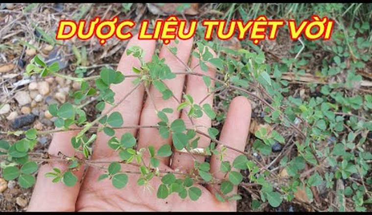 CÂY HÀN THE - CÔNG DỤNG TUYỆT VỜI CỦA LOẠI DƯỢC LIỆU ÍT NGƯỜI BIẾT