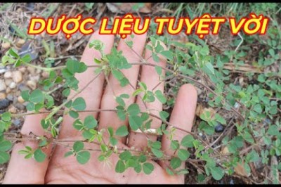CÂY HÀN THE - CÔNG DỤNG TUYỆT VỜI CỦA LOẠI DƯỢC LIỆU ÍT NGƯỜI BIẾT