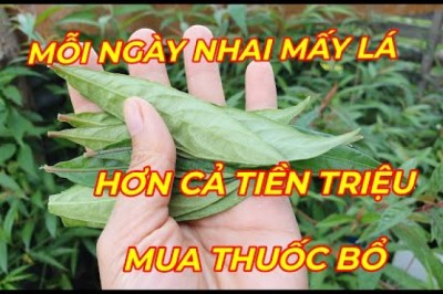 CÂY HOÀN NGỌC - MỖI NHÀ TRỒNG 1 CÂY này quý hơn có vàng trong nhà