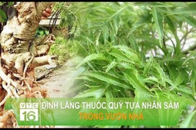 Đinh lăng - Cây thuốc quý tựa nhân sâm trong vườn nhà