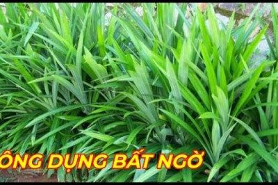 LÁ DỨA( LÁ NẾP) - DƯỢC LIỆU QUÝ với nhiều công dụng bất ngờ ít người biết.