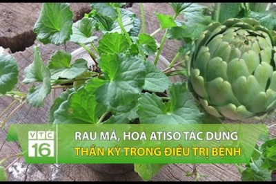 Rau má, lá trà xanh, hoa atiso: Công dụng thần kỳ trong điều trị bệnh