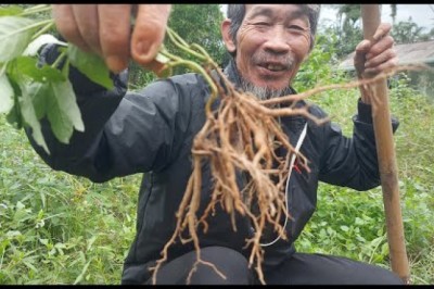 Cây sâm tanh tách quà tặng của tự nhiên,Tôi hay nấu uống mỗi khi đau ốm,suy kiệt,thận yếu,sỏi thận