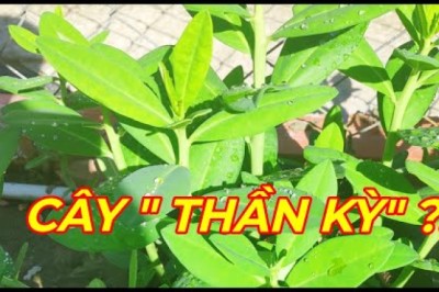 CÂY THẠCH ANH - Sự thật loài cây đang được săn lùng vì khả năng hỗ trợ và điều trị K giai đoạn cuối.