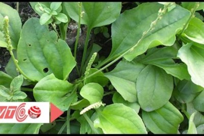 Cây thuốc quanh ta: Cách sử dụng cây bông mã đề chữa bệnh