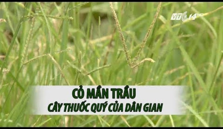 Cây thuốc quanh ta: Cỏ mần trầu cây thuốc quý của dân gian