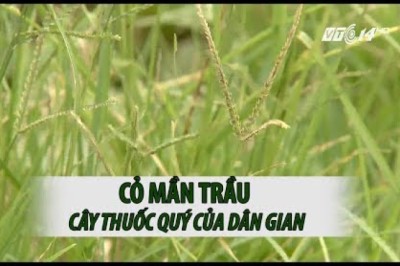 Cây thuốc quanh ta: Cỏ mần trầu cây thuốc quý của dân gian