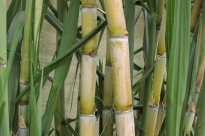 Công dụng và tác dụng, bài thuốc nam từ Cây Mía