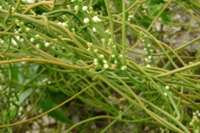 3 loại dược tửu trị bất lực cho nam giới