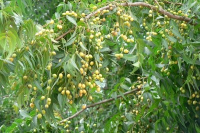 Cây sầu đâu cây dược liệu nhiên nhiên giúp chữa nhiều bệnh