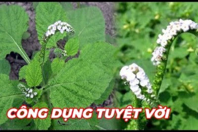 CÂY VÒI VOI - Trị đau nhức xương khớp, phong tê thấp,mỏi gối,mụn nhọt,mẩn ngứa,viêm da cơ địa