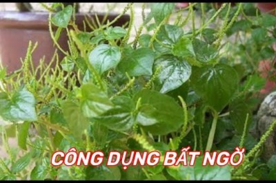 RAU CÀNG CUA- VỊ THUỐC QUÝ mọc dại khắp vườn ít người biết.