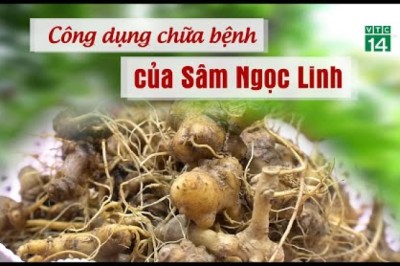 Công dụng chữa bệnh của sâm Ngọc Linh quốc bảo Dược liệu quý nhất thế giới