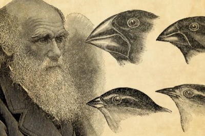 Các nhà khoa học Nghiên cứu mới chỉ ra 'lỗ hổng' trong học thuyết của Darwin về tiến hóa