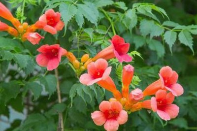 Cây hoa lăng tiêu, chệch Đăng tiêu hay Lan tiêu công dụng tác dụng và những bài thuốc nam chữa bệnh hiệu quả nhất