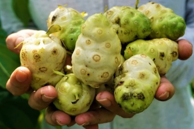 Cô gái xứ Quảng khát vọng đánh thức giá trị của loài cây bị lãng quên