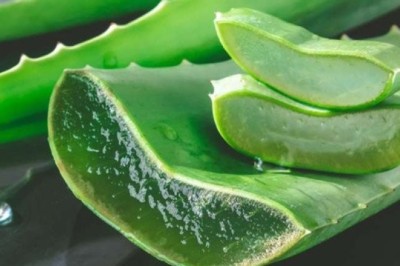 Lô hội hay nha đam công dụng tác dụng, bài thuốc nam, bài thuốc chữa ung thư từ cây Lô Hội