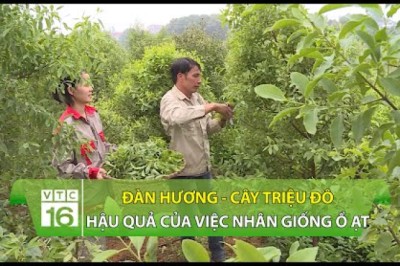 Cây triệu đô: Hậu quả của việc nhân giống trồng ồ ạt CÂY ĐÀN HƯƠNG