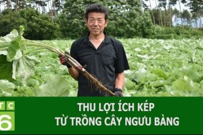 THU LỢI ÍCH KÉP TỪ TRỒNG CÂY NGƯU BÀNG