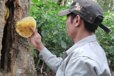 Kỹ nghệ nuôi ong trong hốc cây, thu loại mật đắt như vàng