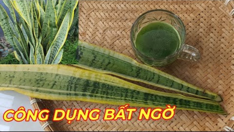 CÂY LƯỠI HỔ- BẤT NGỜ KHI BIẾT CÔNG DỤNG DƯỢC LIỆU CỦA LOẠI CÂY CẢNH nhà nào cũng trồng.