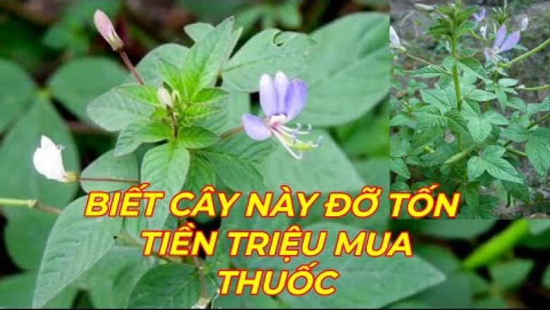 CÂY MẦN RI - TRỊ VIÊM GAN, XƠ GAN, GAN NHIỄM MỠ,ĐAU NHỨC XƯƠNG KHỚP, CẢM SỐT