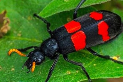 1 người tử vong, 1 người nguy kịch sau khi ăn sâu ban miêu trong vườn