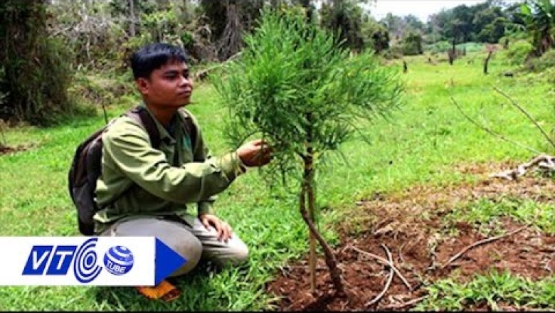 Chữa ‘vô sinh’ cho cây quý thủy tùng nguyên thủy