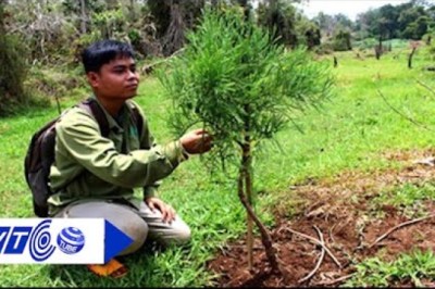 Chữa ‘vô sinh’ cho cây quý thủy tùng nguyên thủy