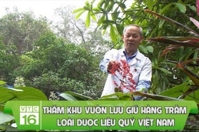 Thăm khu vườn lưu giữ hàng trăm loài dược liệu quý Việt Nam