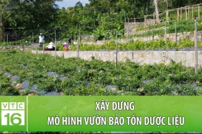 Xây dựng mô hình vườn bảo tồn dược liệu