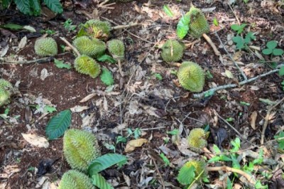 Gần 500 tấn quả sầu riêng trị giá cả chục tỷ đồng rụng sạch