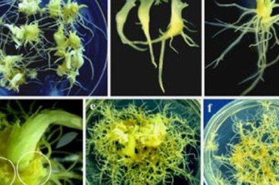 Di thực sâm Ngọc Linh ra khỏi vùng sinh trưởng tự nhiên Sâm Ngọc Linh Sẽ không còn hiếm