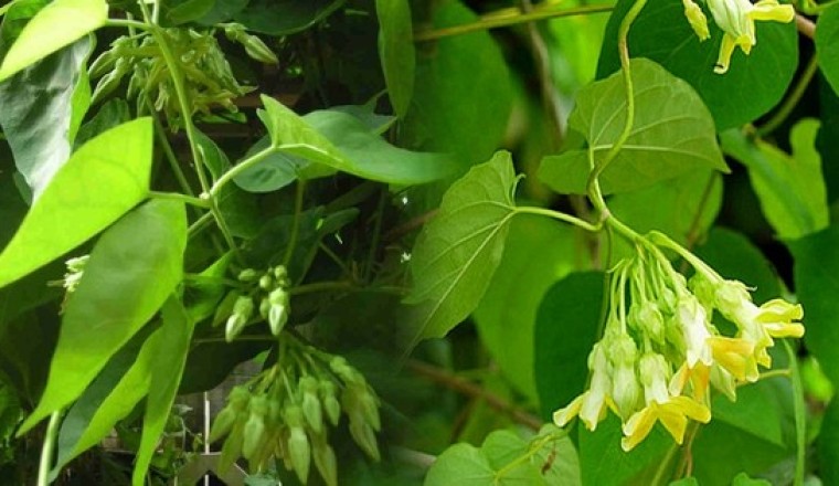 Thầy thuốc Đông y chia sẻ Món ăn bài thuốc từ hoa thiên lý