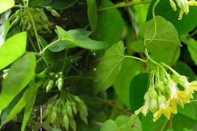 Thầy thuốc Đông y chia sẻ Món ăn bài thuốc từ hoa thiên lý